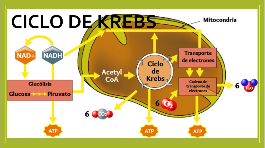 CICLO DE K