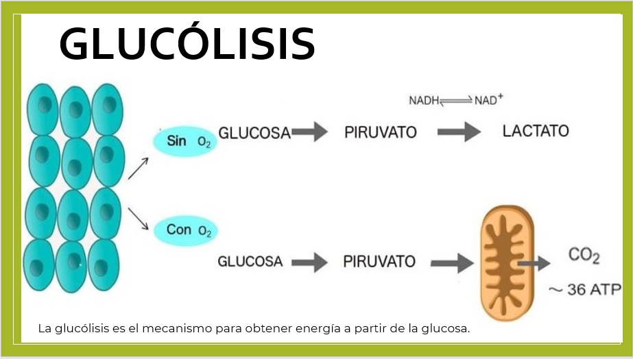 GLUCOLISIS