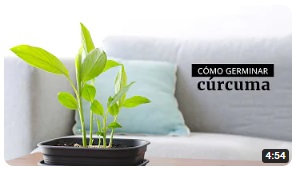 curcuma